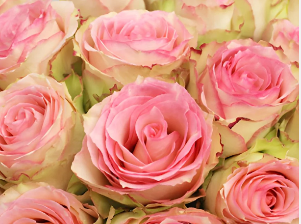 15% OFF the rose of the week